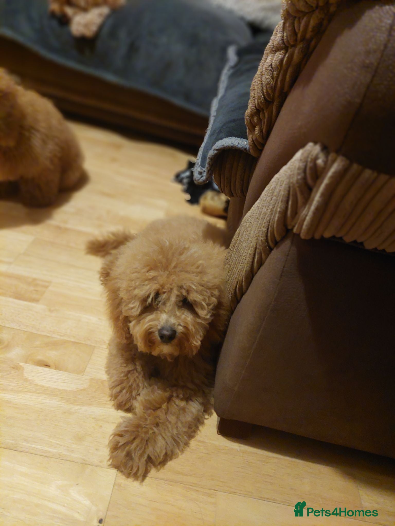 Cavapoo dogs Last two gorgeous boys 😍 💜🤎 - Advert 3