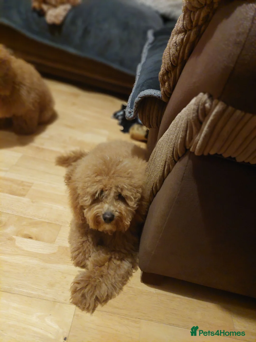 Cavapoo dogs for sale: Last two gorgeous boys 😍 💜🤎 - Advert 2