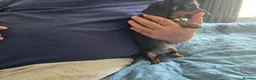 Dachshund dogs for sale: Stunning Standard Smooth hair Dachshund Puppies. - Advert 12