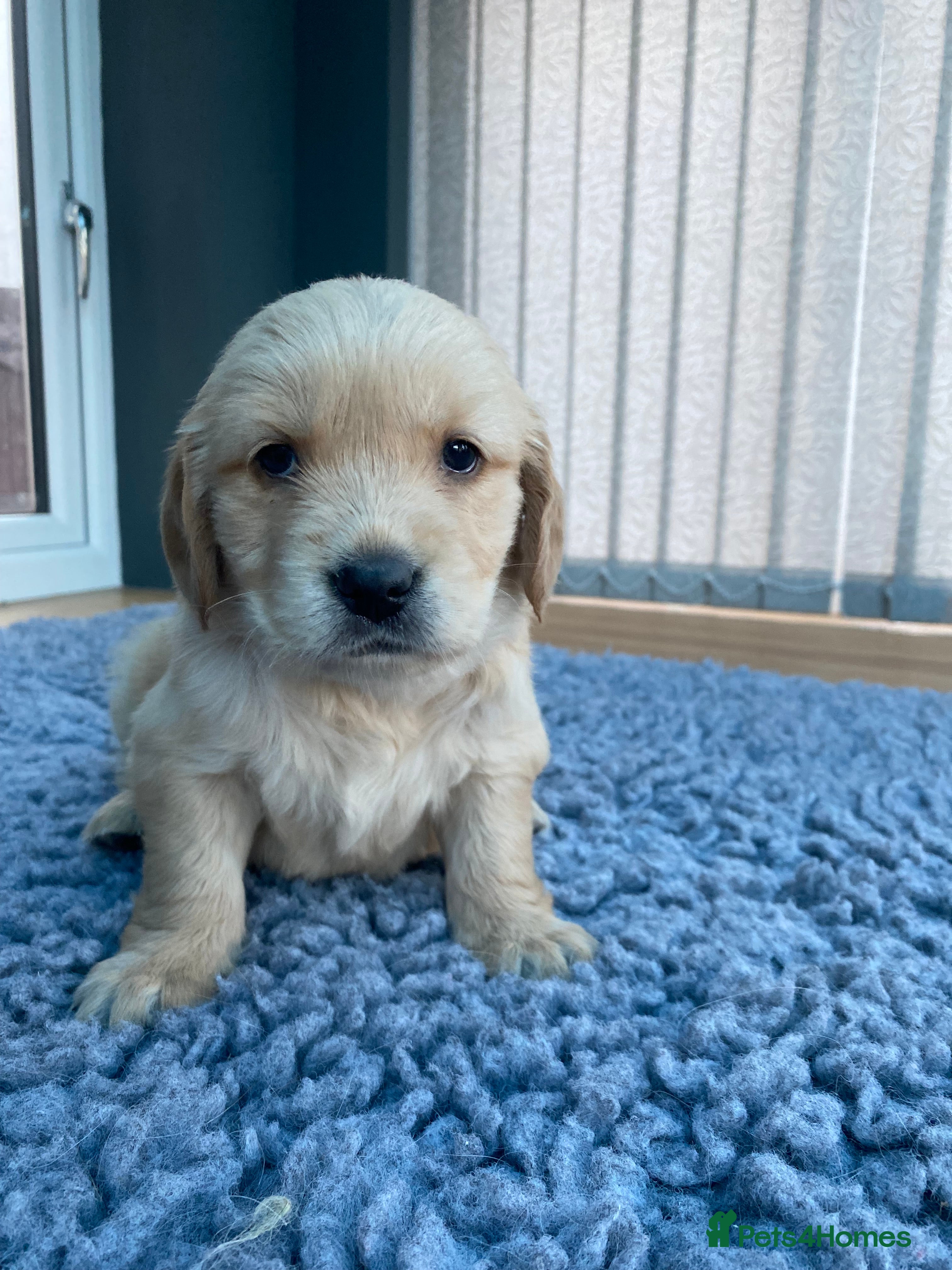 Golden Retriever dogs KC REGISTERED ®️ 5 STAR ⭐️ GOLDEN RETRIEVER 🐶  - Advert 2