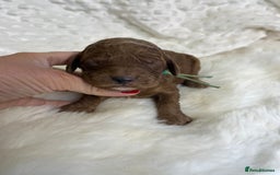 Goldendoodle dogs for sale: multigenerational Australian Golden doubledoodles - Image 12