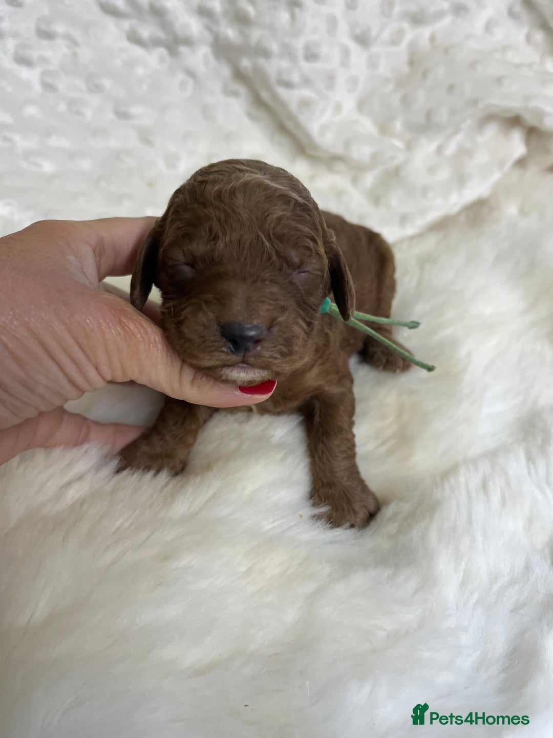 Goldendoodle dogs for sale: multigenerational Australian Golden doubledoodles - Image 12