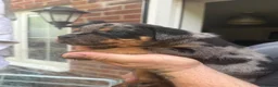 Mixed Breed dogs for sale: 9 Rottweiler catahoula bully puppies  - Advert 6