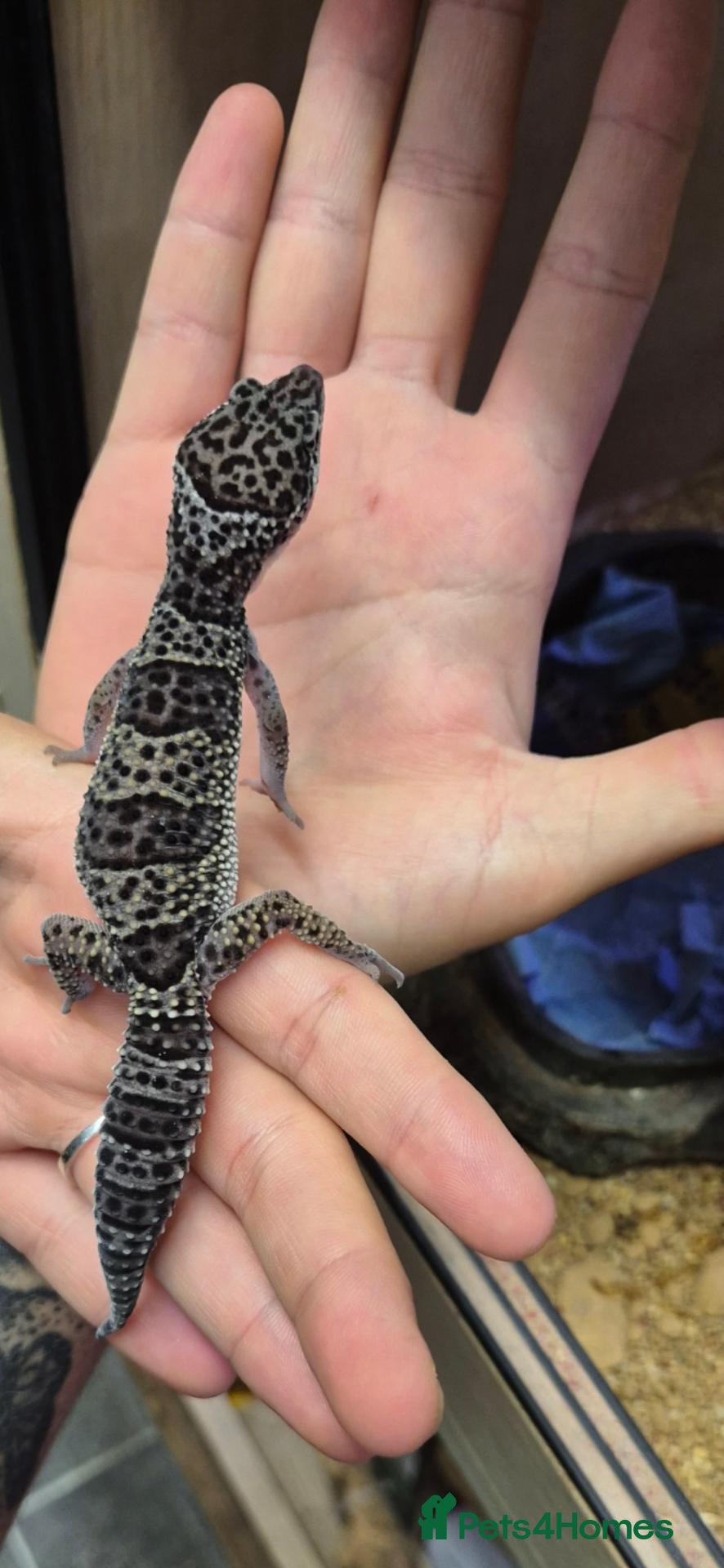 Leopard Gecko reptiles Black Knight leopard gecko - Advert 16