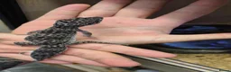 Leopard Gecko reptiles for sale: Black Knight leopard gecko in Warrington - Advert 1