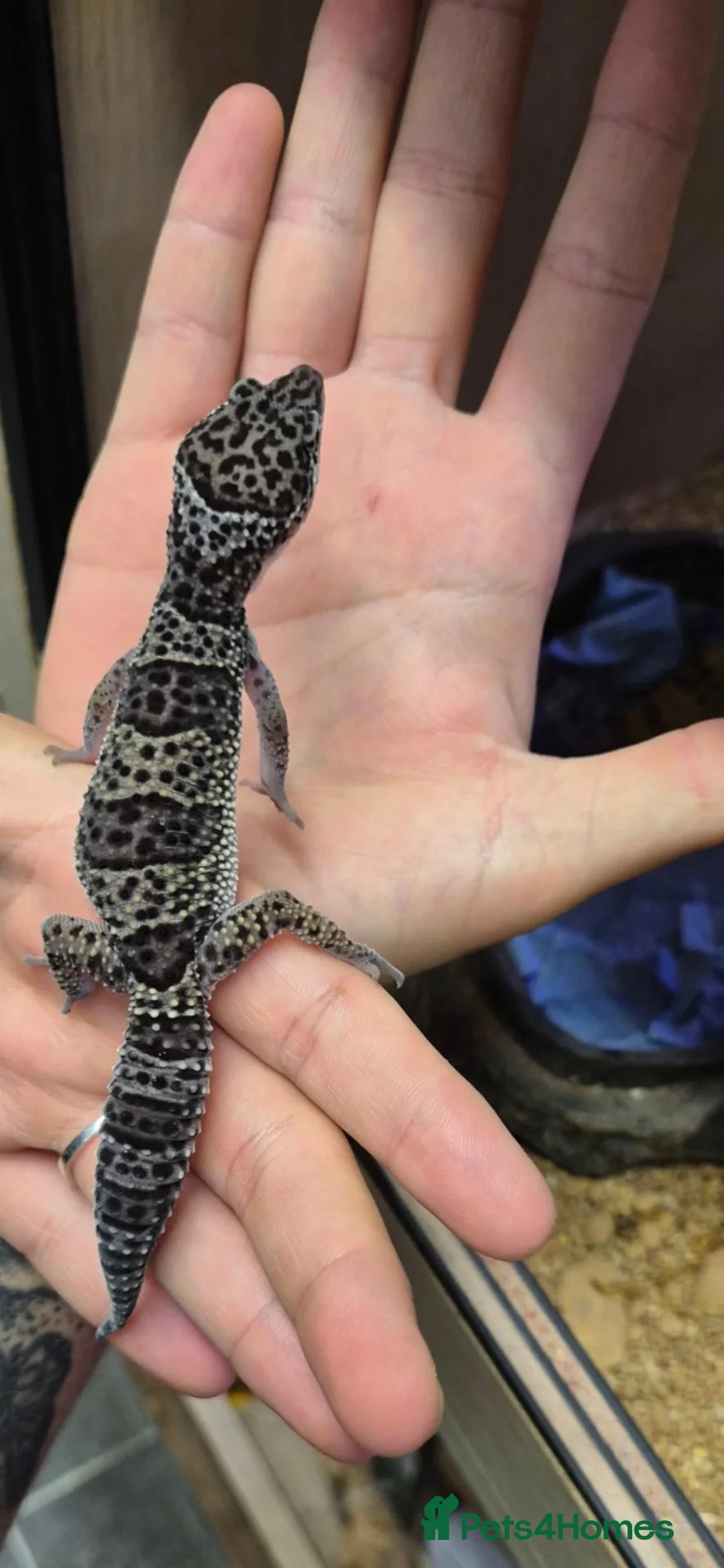 Leopard Gecko reptiles for sale: Black Knight leopard gecko in Warrington - Advert 1