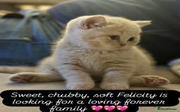 British Shorthair cats for sale: Beautiful soft teddy bears 🩷🩷only two girls left - Image 8