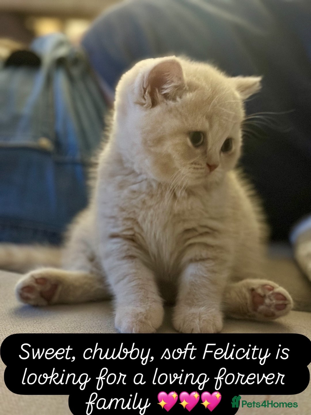 British Shorthair cats for sale: Beautiful soft teddy bears 🩷🩷only two girls left - Image 8