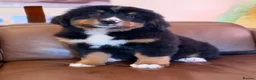 Bernese Mountain Dog dogs for sale: Bernese mountain dog puppies  - Advert 5