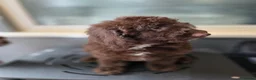 Australian Labradoodle dogs for sale: Gorgeous miniature labradoodle babies - Advert 15