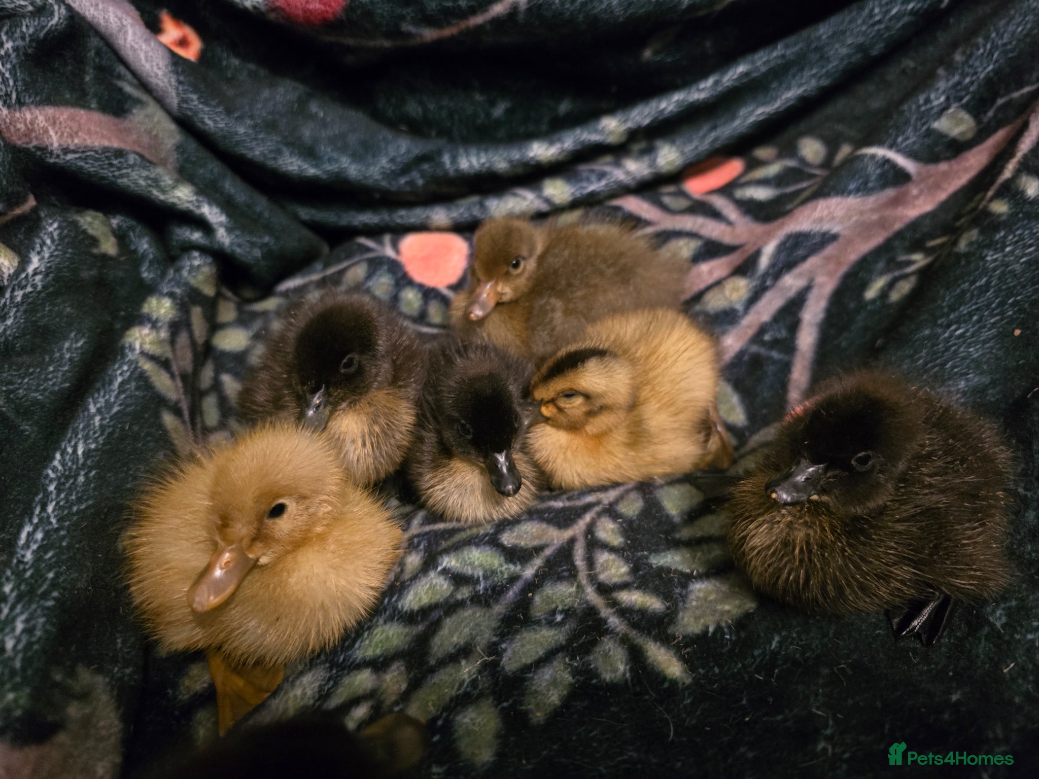 Ducks poultry Indian Runner Ducklings - Advert 1