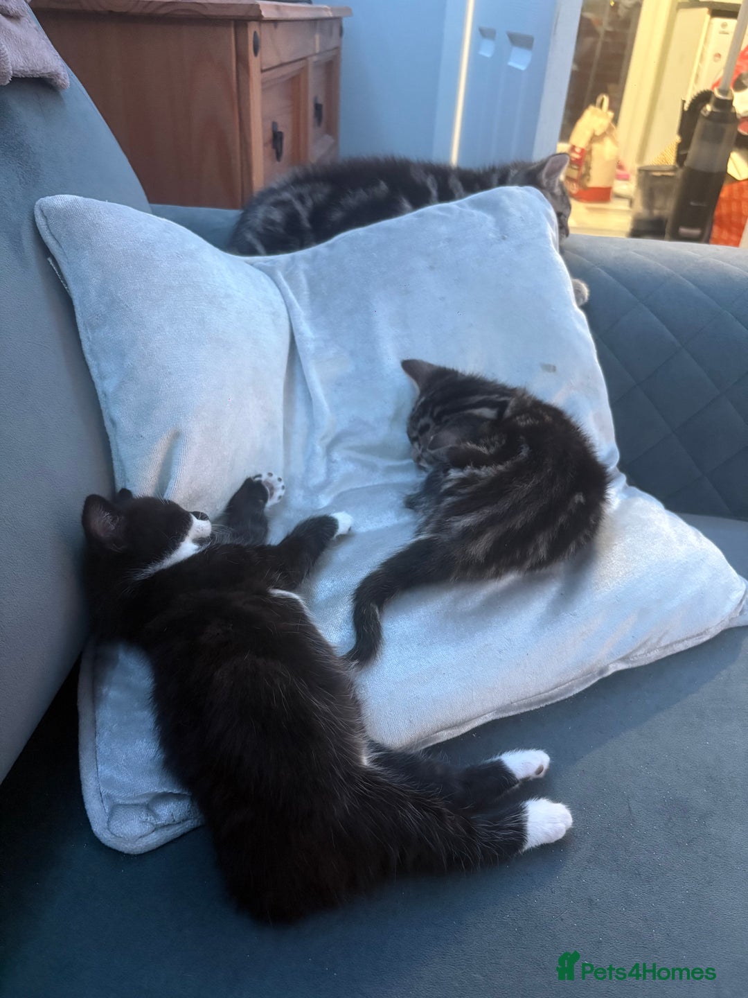 Mixed Breed cats for sale: Mixed breed  - Image 17