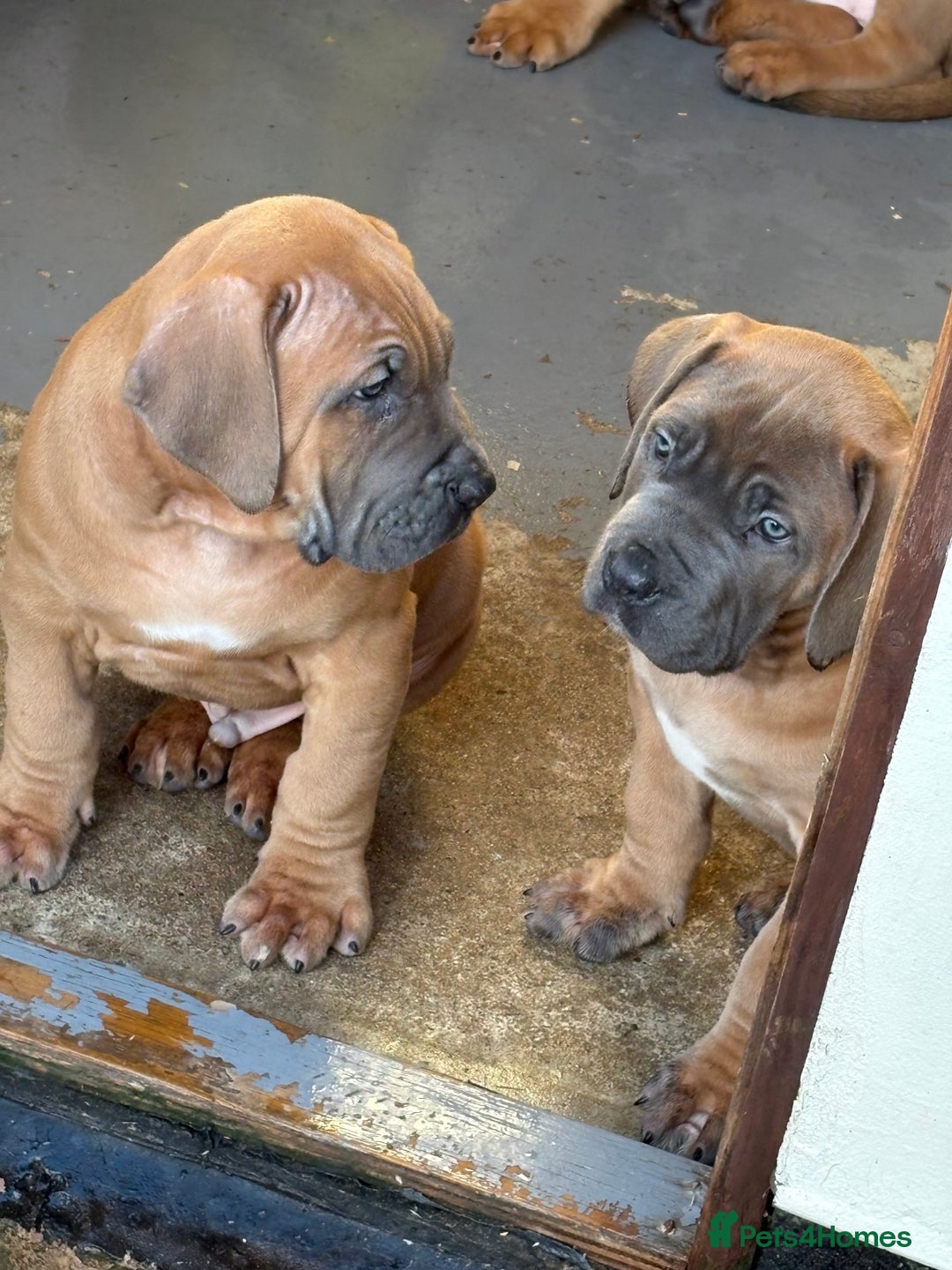 Boerboel dogs for sale: QUALITY NABBR REGISTERED PUPS!  - Advert 3