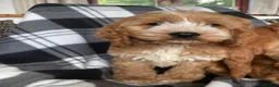 Cockapoo dogs for sale: F1 MINIATURE SHOW TYPE COCKAPOO PUPPIES  - Advert 26