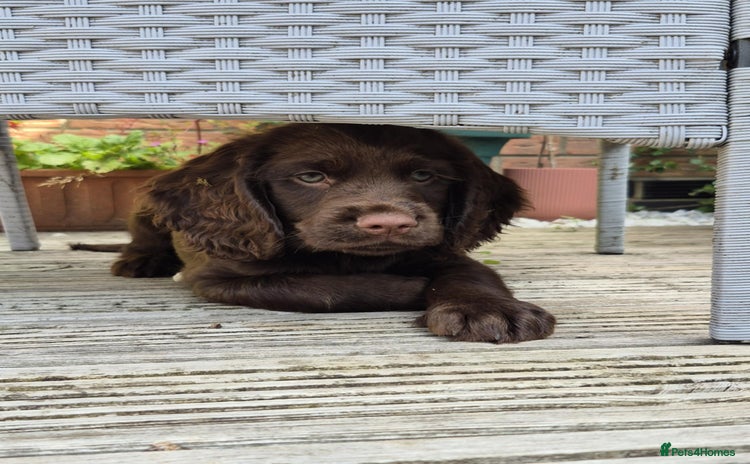 Cocker Spaniel dogs in Grimsby - Advert 2