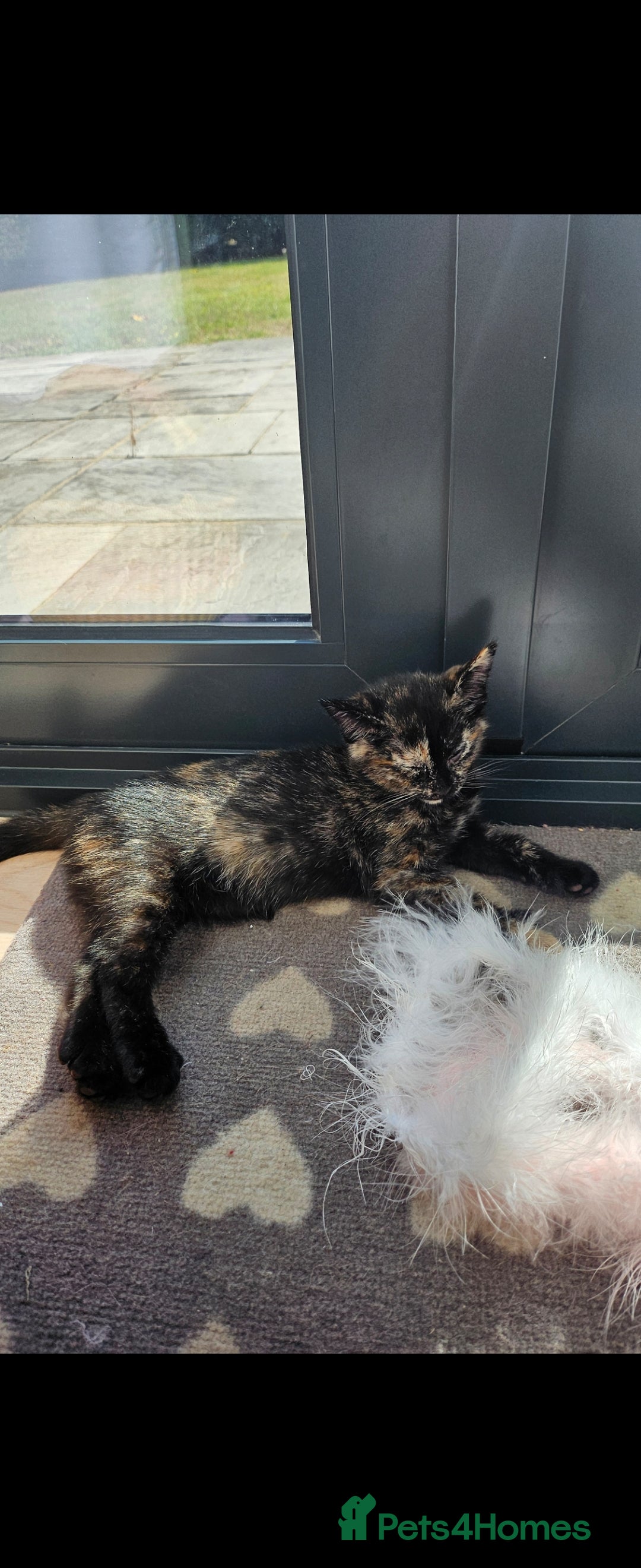 Mixed Breed cats for sale: One Tortie Girl left | Ragdoll mix - Image 7