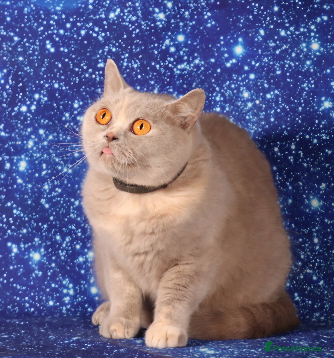 British Shorthair cats for sale: Retired Tica registered British shorthair females  - Image 6
