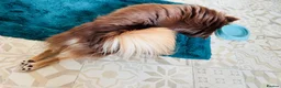 Chihuahua dogs for stud: Willow-Available at Stud (KC R Chihuahua) - Advert 6