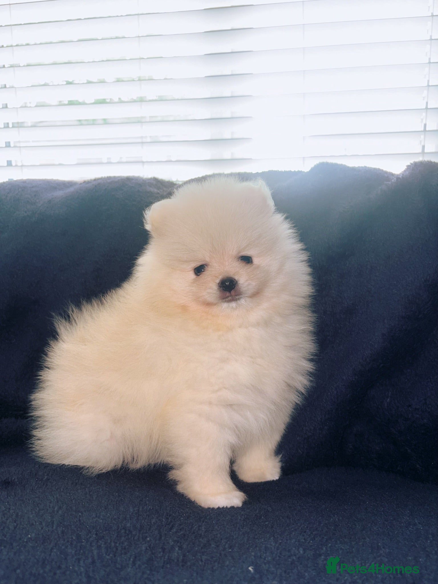 Pomeranian dogs Pomeranian puppies  - Advert 2