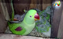 Parakeets birds for sale: Proven pair of Alexandrine parrot - Image 4