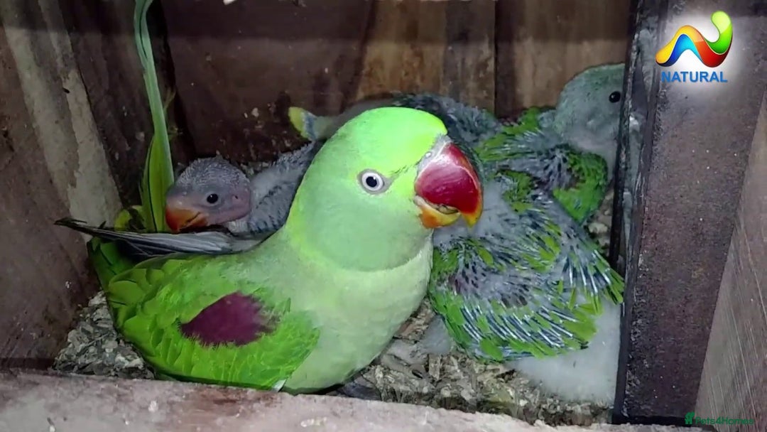 Parakeets birds for sale: Proven pair of Alexandrine parrot - Image 4
