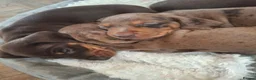 Miniature Dachshund dogs for sale: Miniature Dachshund puppies  in Derby - Advert 23