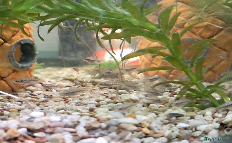Cichlids fish - Advert 1