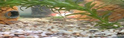 Cichlids fish for sale: Ocellated Kribensis Fry + Adult Breeding Pair - Advert 2