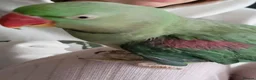 Parrots birds for sale: Alexandrine in Birmingham - Advert 2