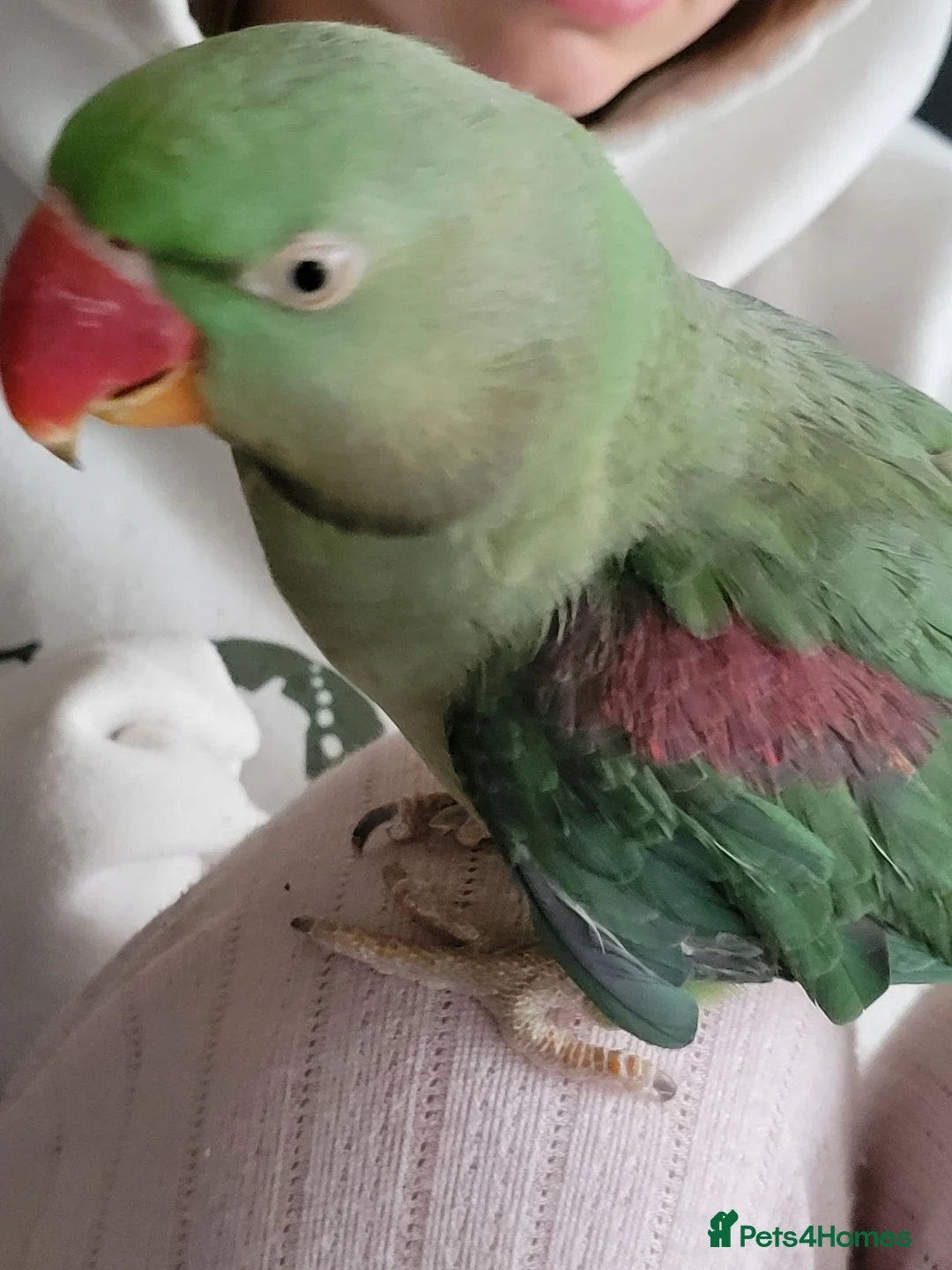 Parrots birds for sale: Alexandrine in Birmingham - Advert 2