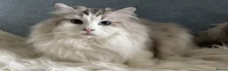 Ragdoll cats for sale: Stunning Ragdoll Male - Active Register - Advert 4