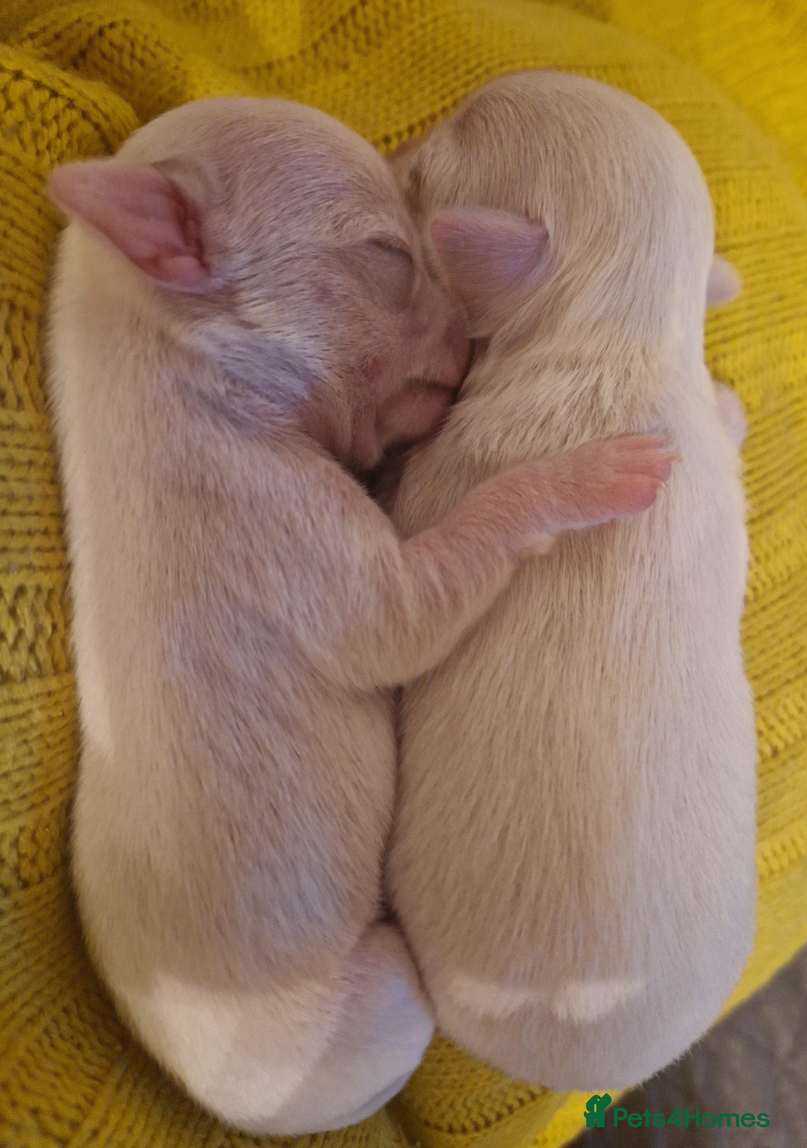 Chihuahua dogs Pure White Chihuahua Male Puppies For Sale - Advert 11