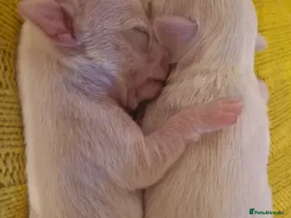 Chihuahua dogs Pure White Chihuahua Male Puppies For Sale - Advert 11