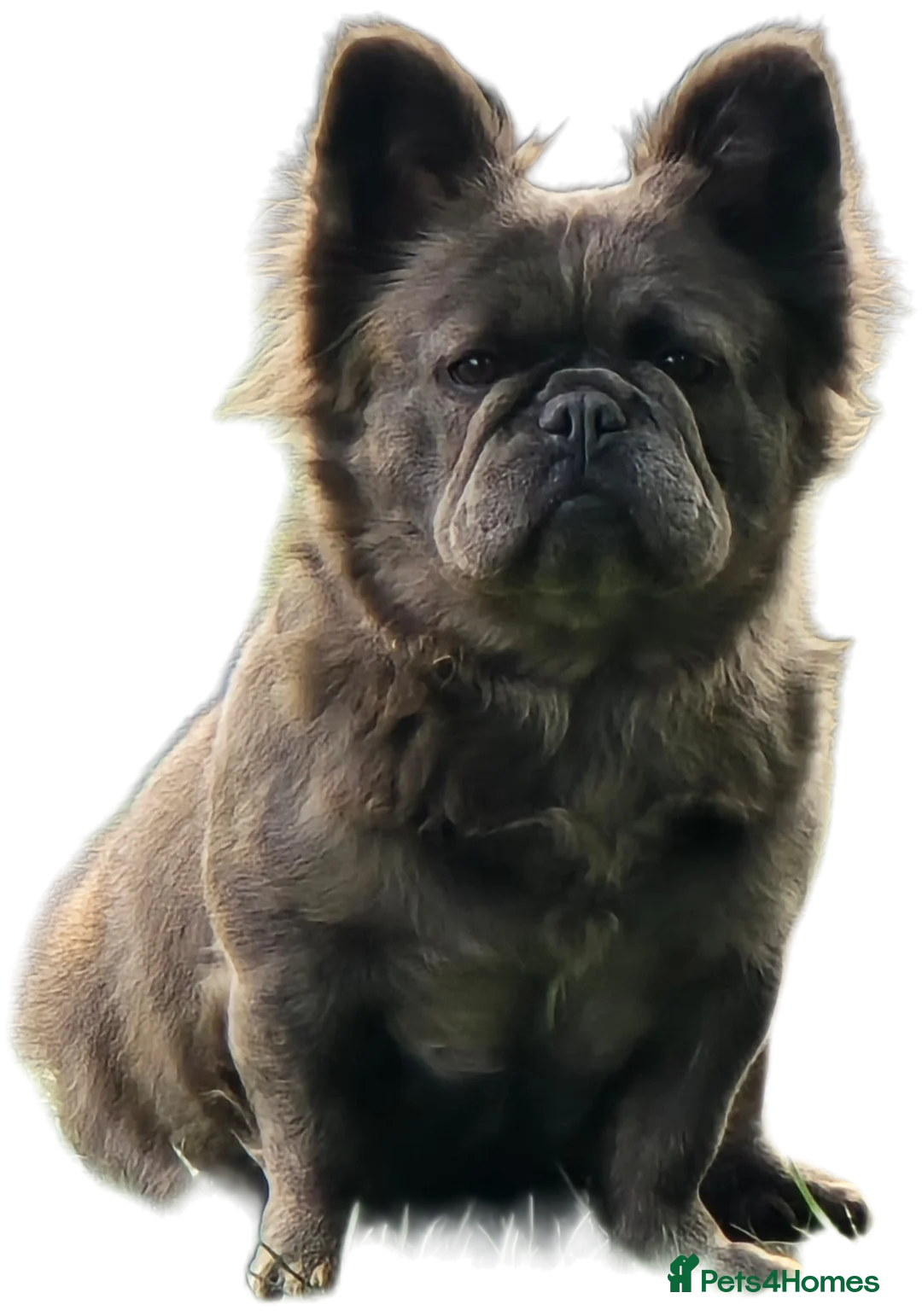 French Bulldog dogs for sale: Fluffy French Bulldogs - Advert 15