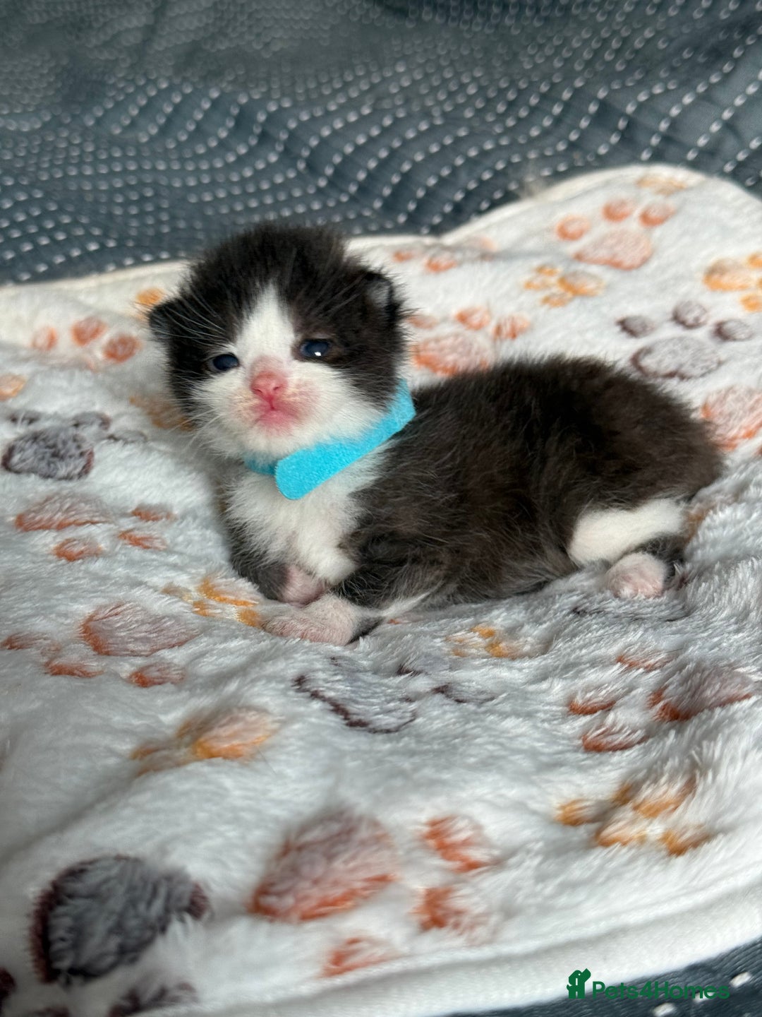 Domestic Shorthair cats for sale: 8 Bundles of joy - Image 9