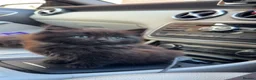 Maine Coon cats for sale: X3 Maine Coon Tabbys  - Advert 24