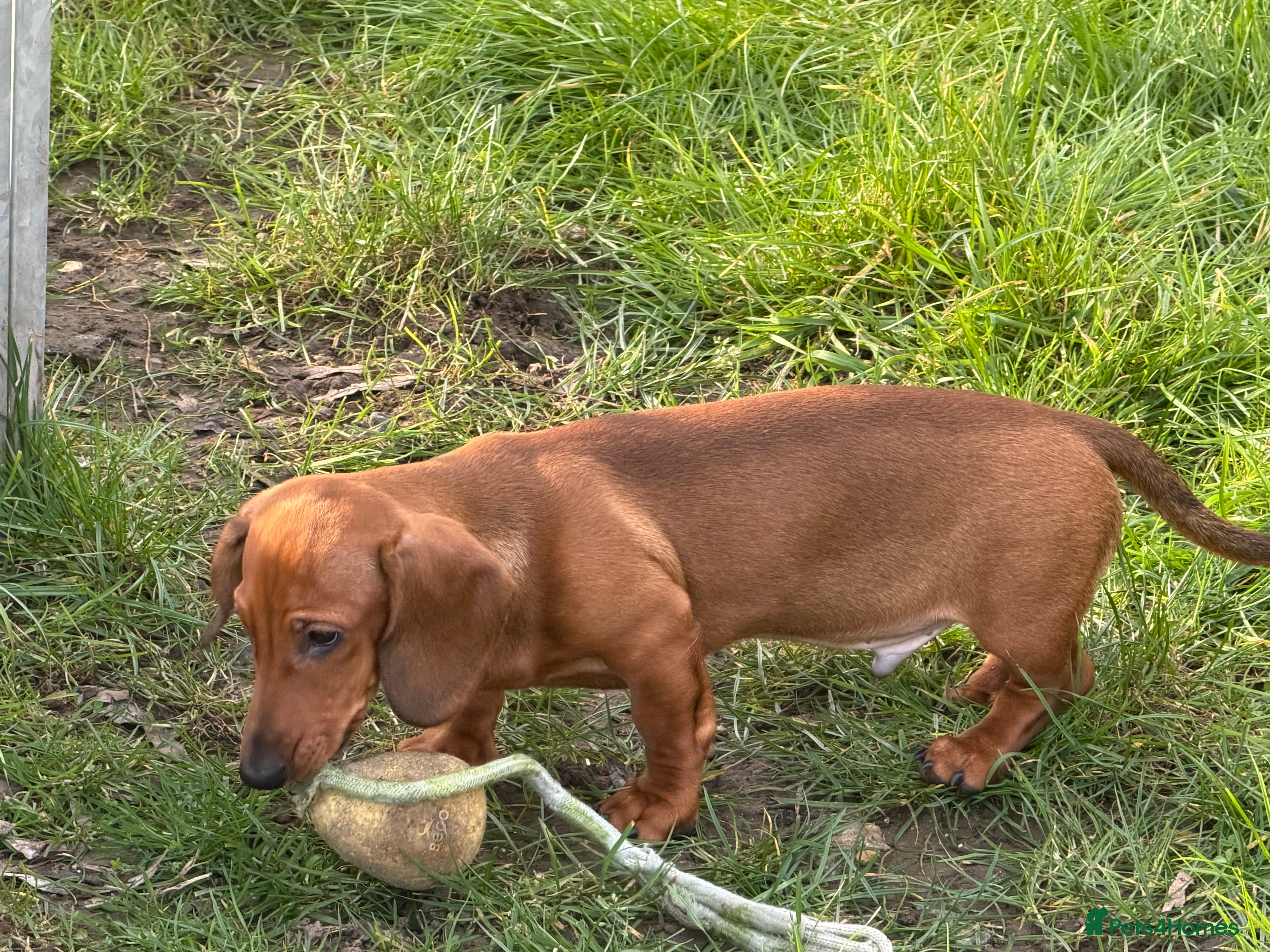 Dachshund dogs Champion Bred KC Smooth Dachshund Male Pup - Advert 1
