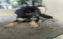 Cockapoo dogs for sale: Gorgeous Cockapoo puppy’s   - Image 20