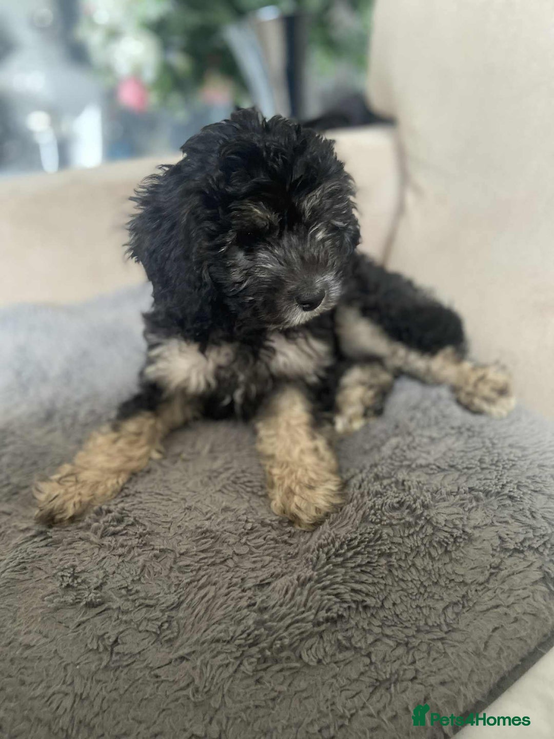 Cockapoo dogs for sale: Gorgeous Cockapoo puppy’s   - Image 20