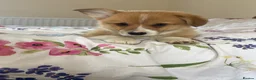 Welsh Corgi Pembroke dogs for sale: KC Pembrokeshire Corgi Puppies with Champion Lines - Advert 5
