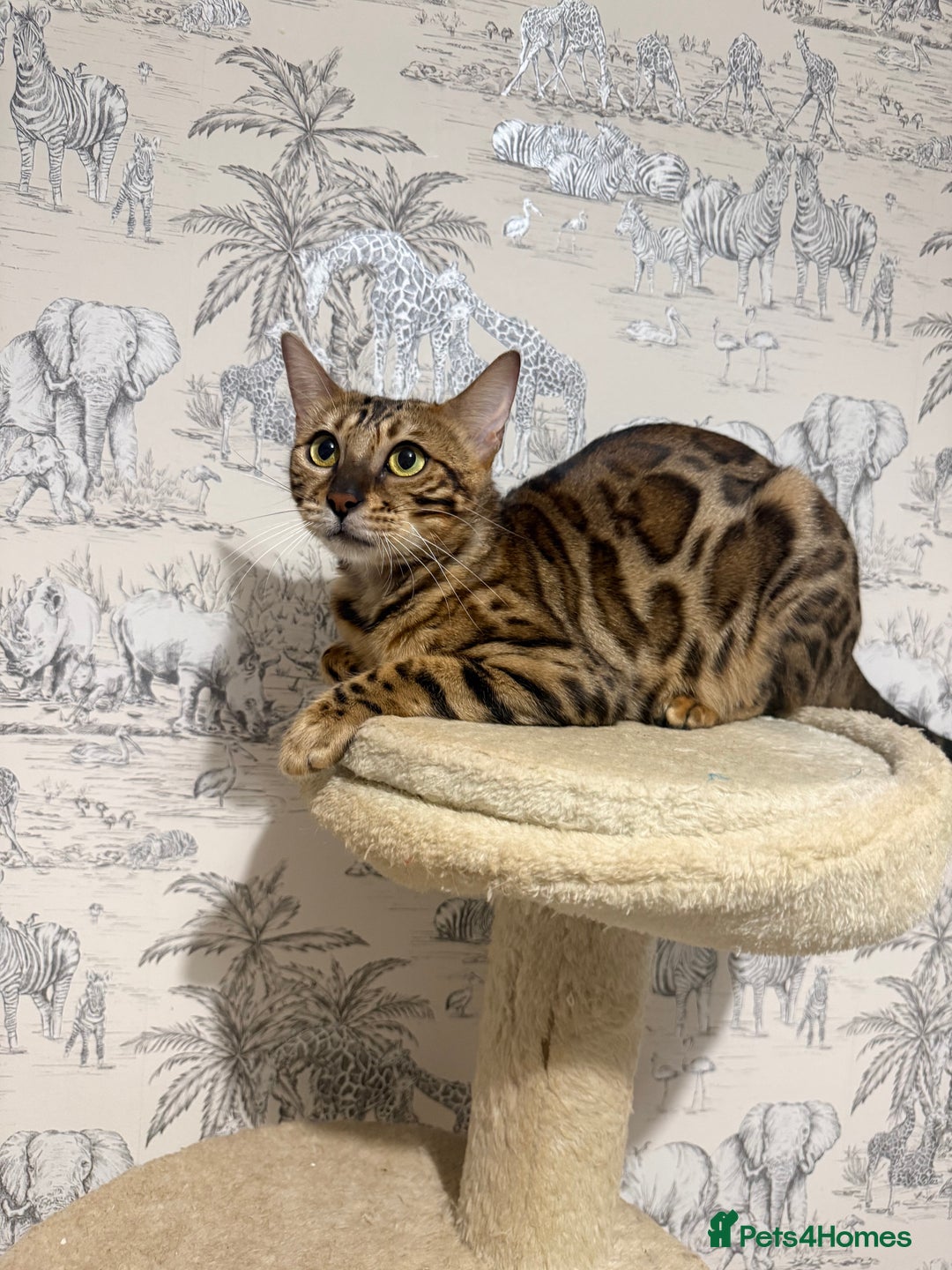 Bengal cats for sale: Adorable bengal kittens - Advert 6