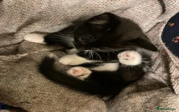 Mixed Breed cats for sale: siamese x siberian tuxedo kittens - Advert 22