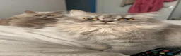 Persian cats for sale: 2 Persian kittens  - Advert 2