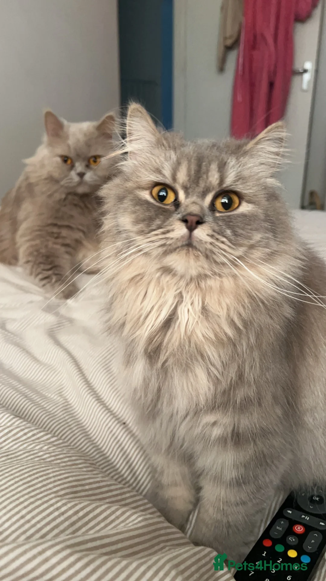Persian cats for sale: 2 Persian kittens  - Advert 2