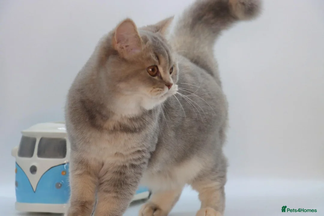 British Shorthair cats for sale: Retired Blue golden female British shorthair  - Advert 13
