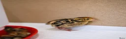 Quail poultry for sale: Coturnix Quail Chicks - Advert 3