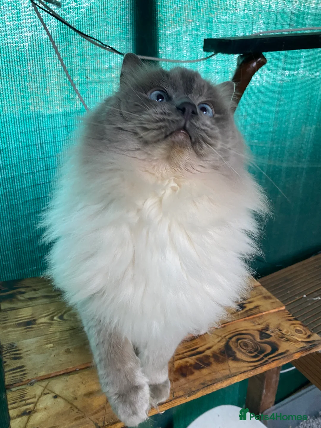 Ragdoll cats for stud: Stud Gccf Active duel Tica blue point  in Grantham - Advert 19