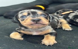 Dachshund dogs for sale: Dachshund pups 3 boys left  in Bootle - Image 14