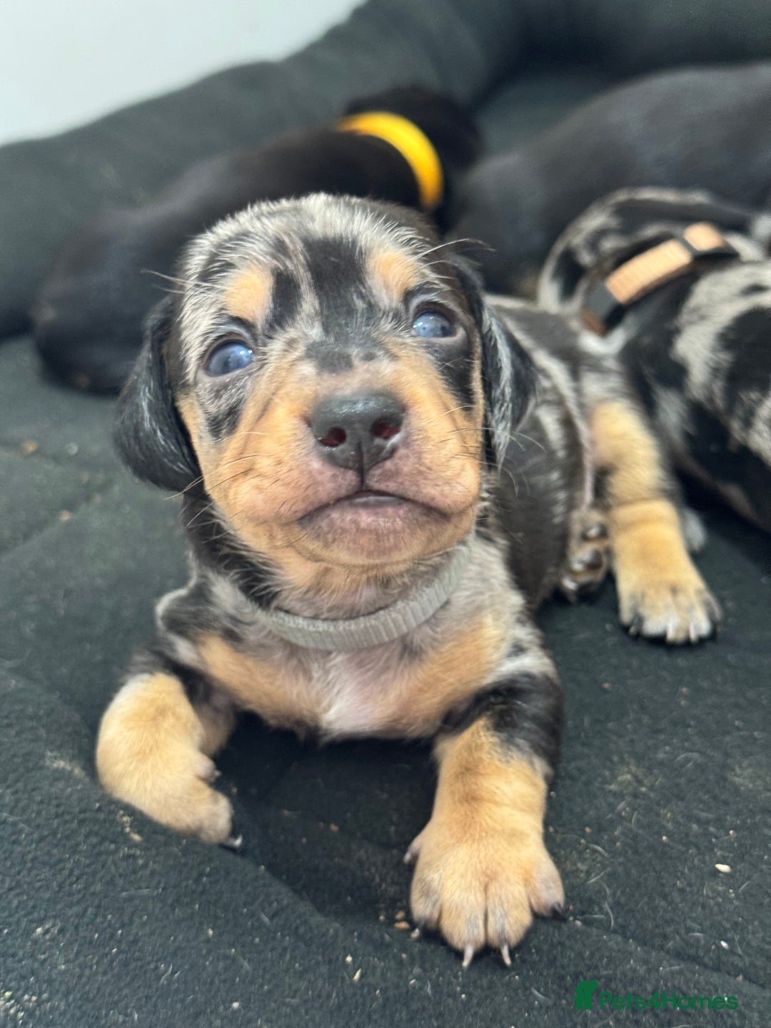 Dachshund dogs for sale: Dachshund pups 3 boys left  in Bootle - Image 14