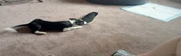 Border Collie dogs for sale: Kevin Smith in Lincoln - Advert 6